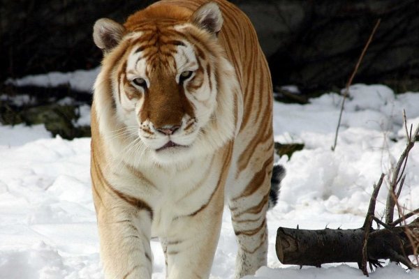 Кракен сайт купить наркотики